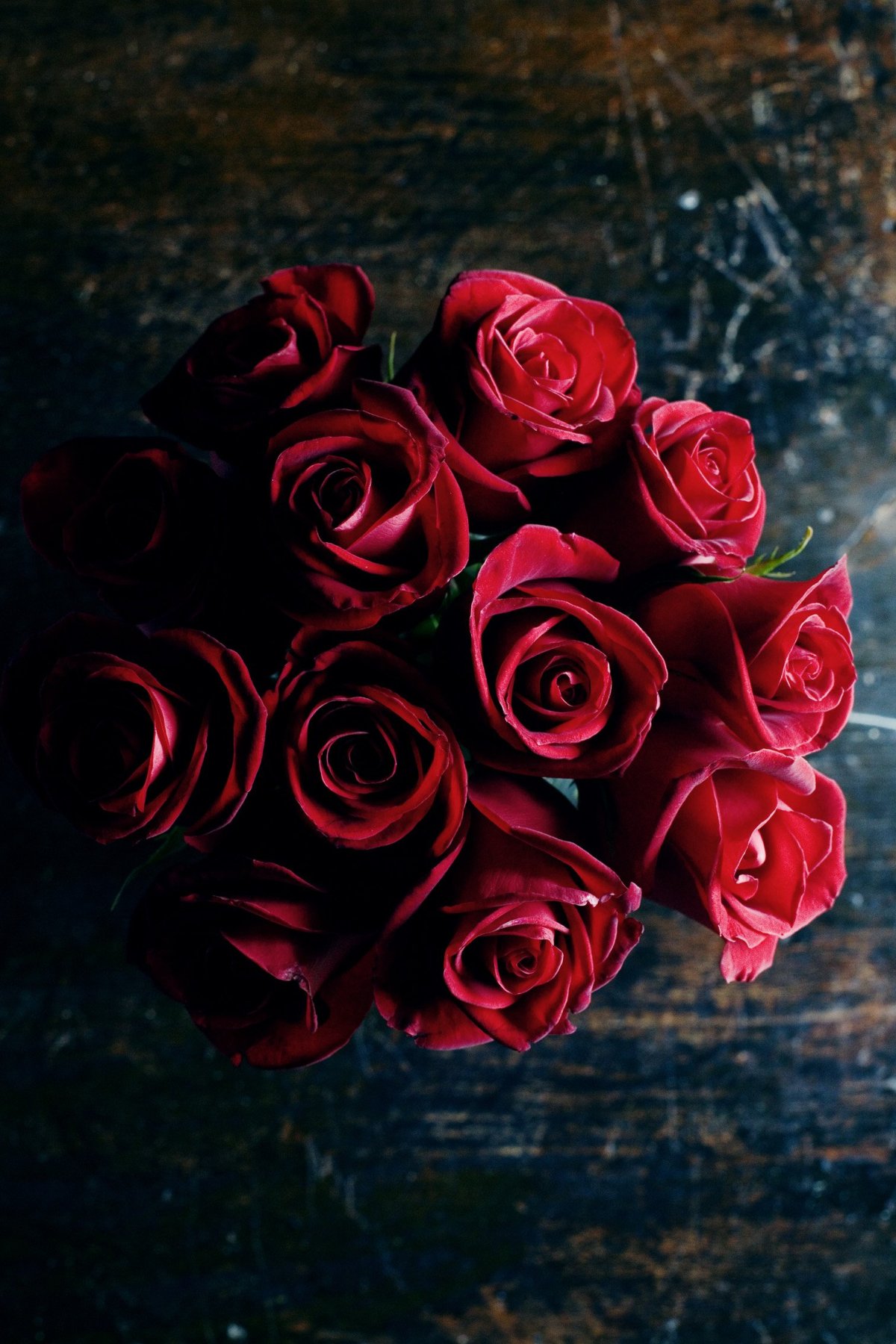 Роза бордовая