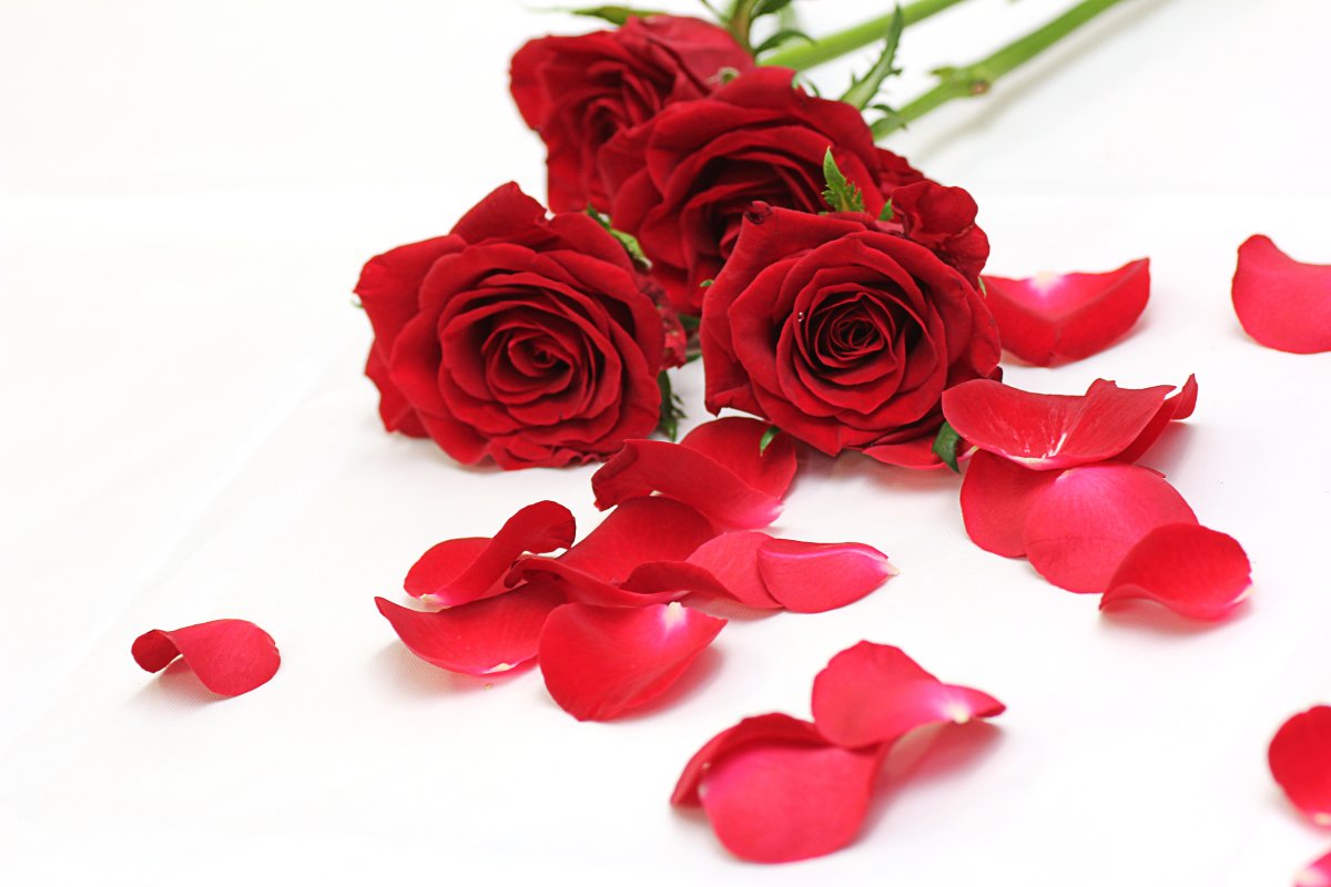 Рассыпанные розы