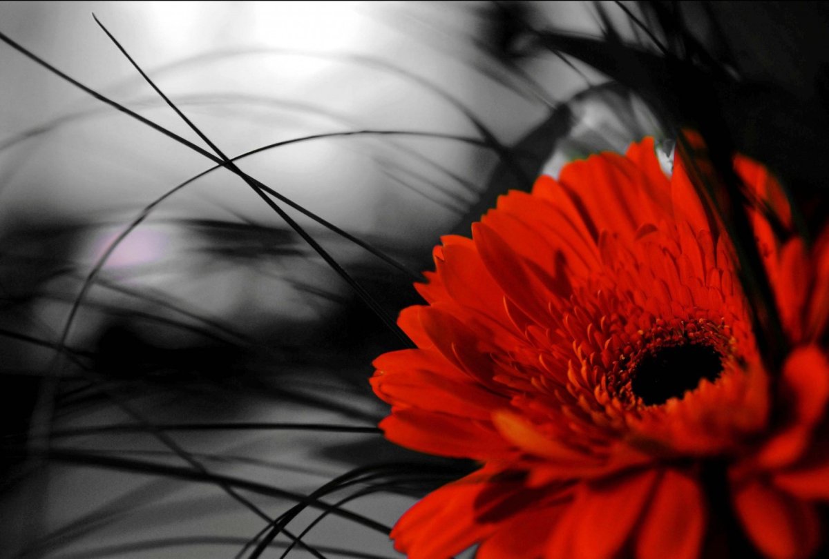 Черно красные цветы