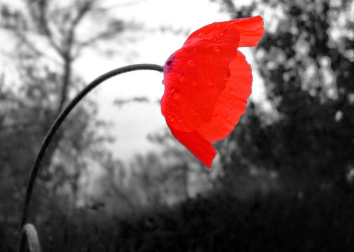 Что бывает черно красным