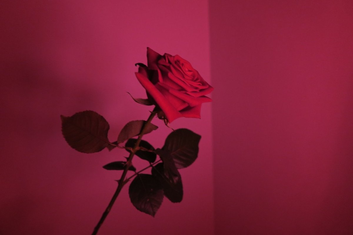 Эстетика красного и розового