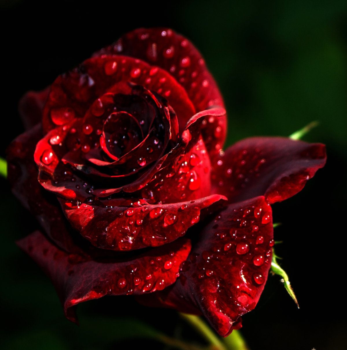 Красные розы на заставку