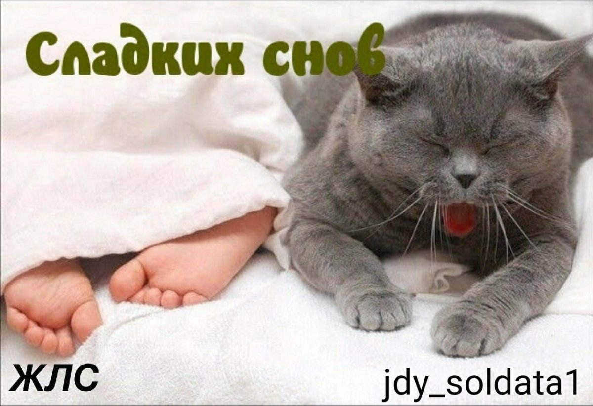 Спокойной ночи коты