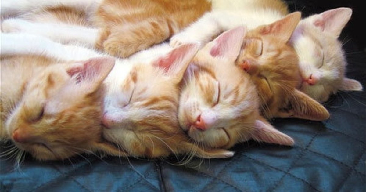 Спокойной ночи сладких снов с животными