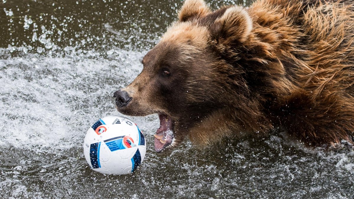 Голова медведя