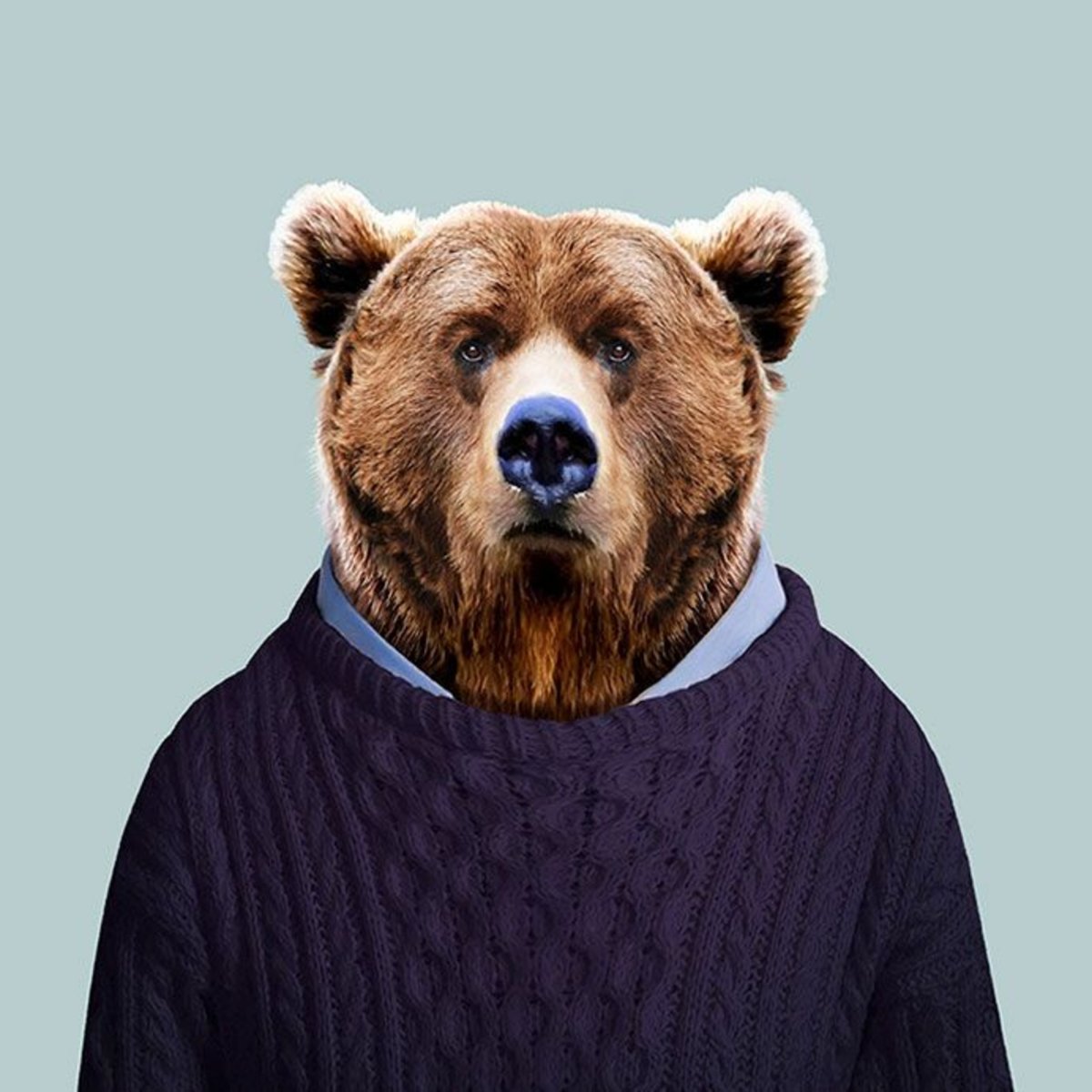 Медведь Россия