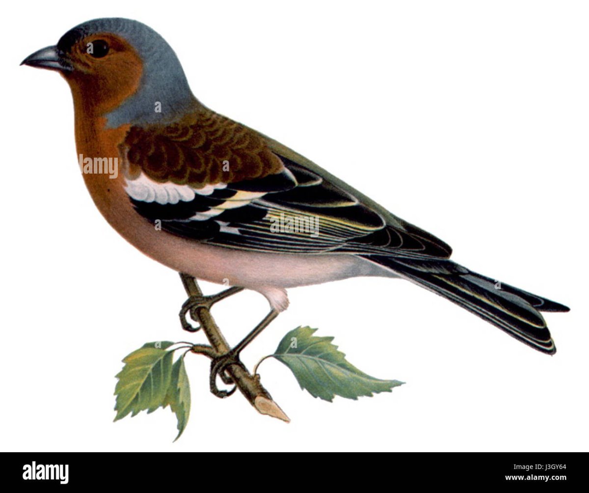 Зяблик Перелетная птица