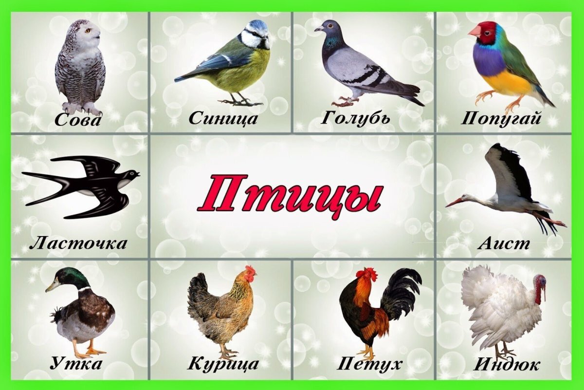 Карточки для детей. Птицы