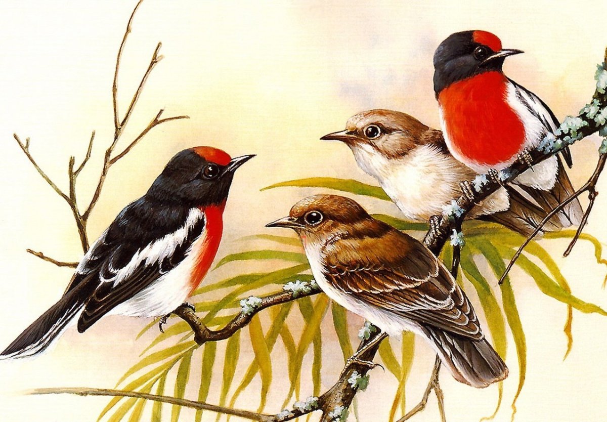 Эрик Шеферд птицы