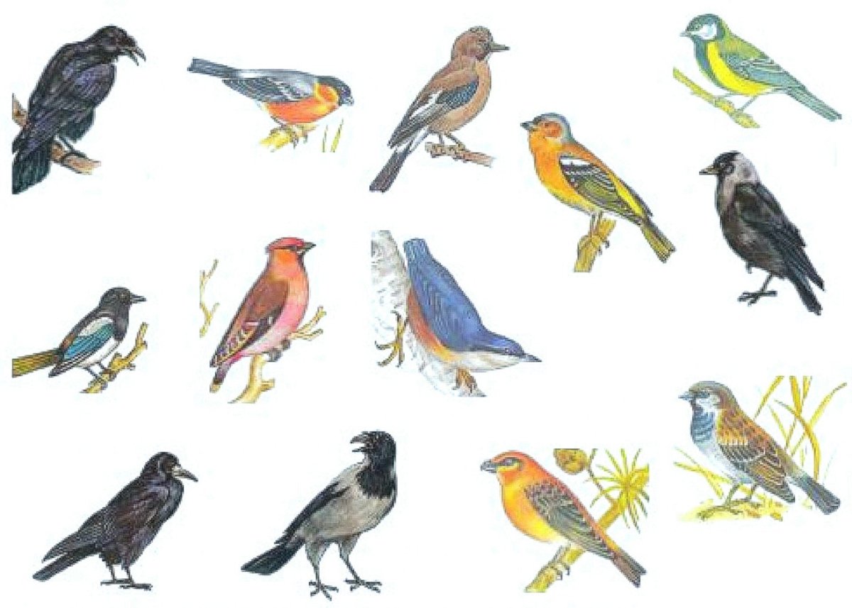 Маленькие Дикие птицы