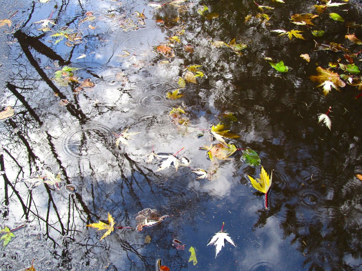 Природа лужа