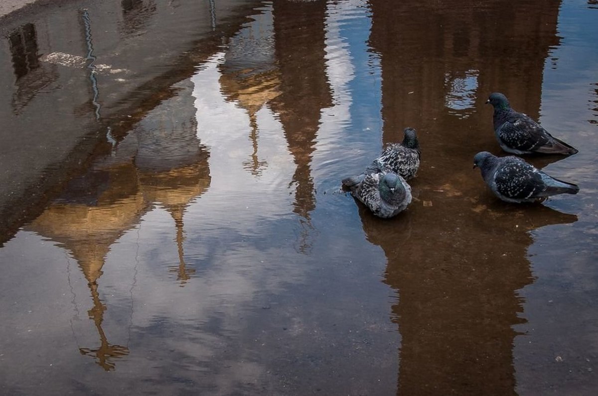 Отражение в луже