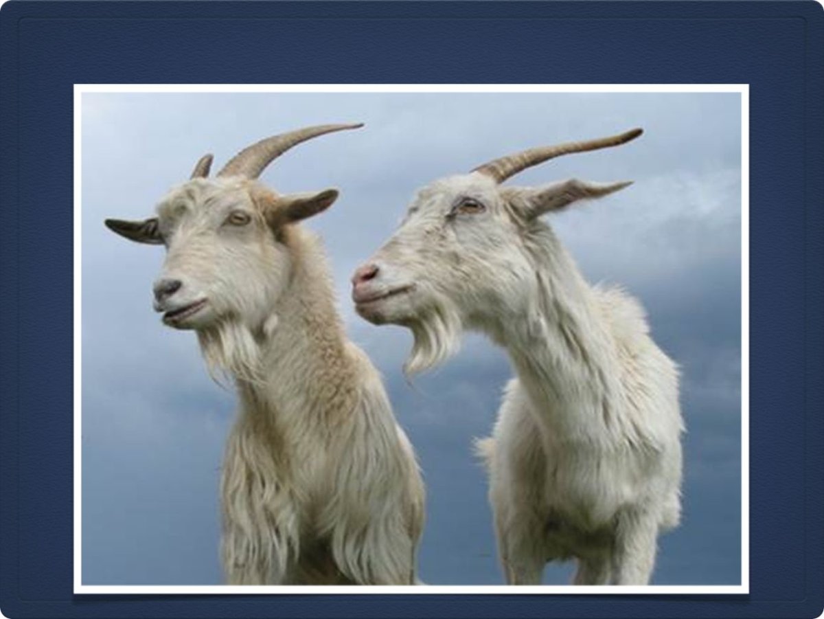 Две коза и козёл