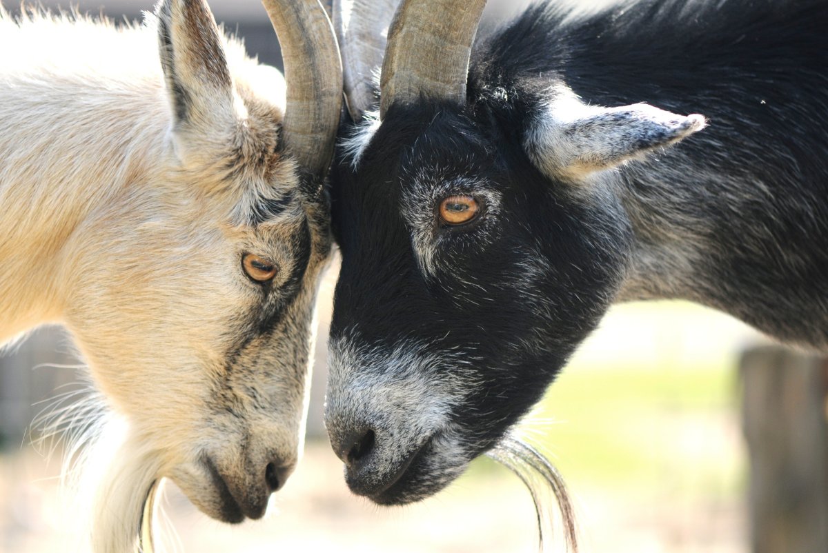 Козлята бодаются