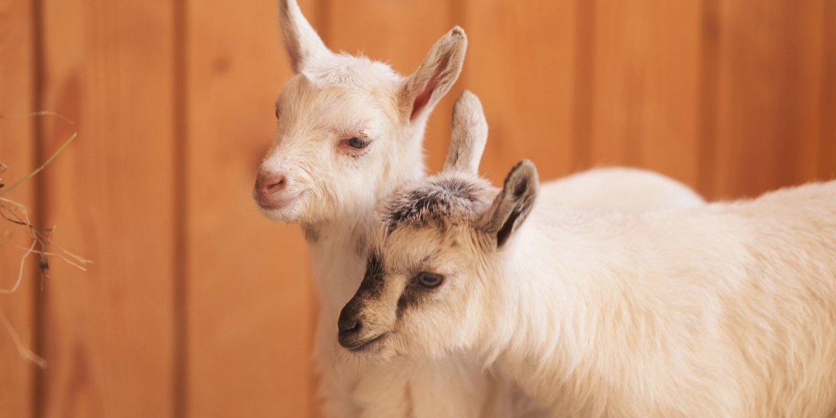 Кличка козленка