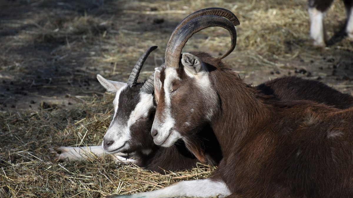 Козлы с четырьмя рогами