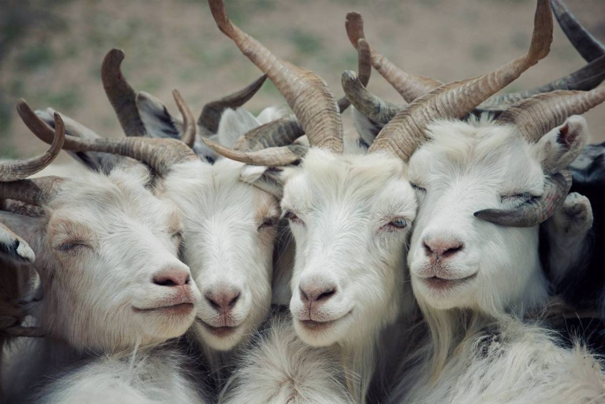 Много Козлов