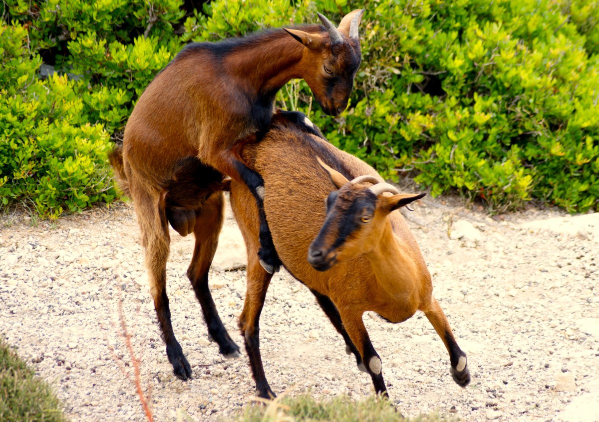 Конь и козёл