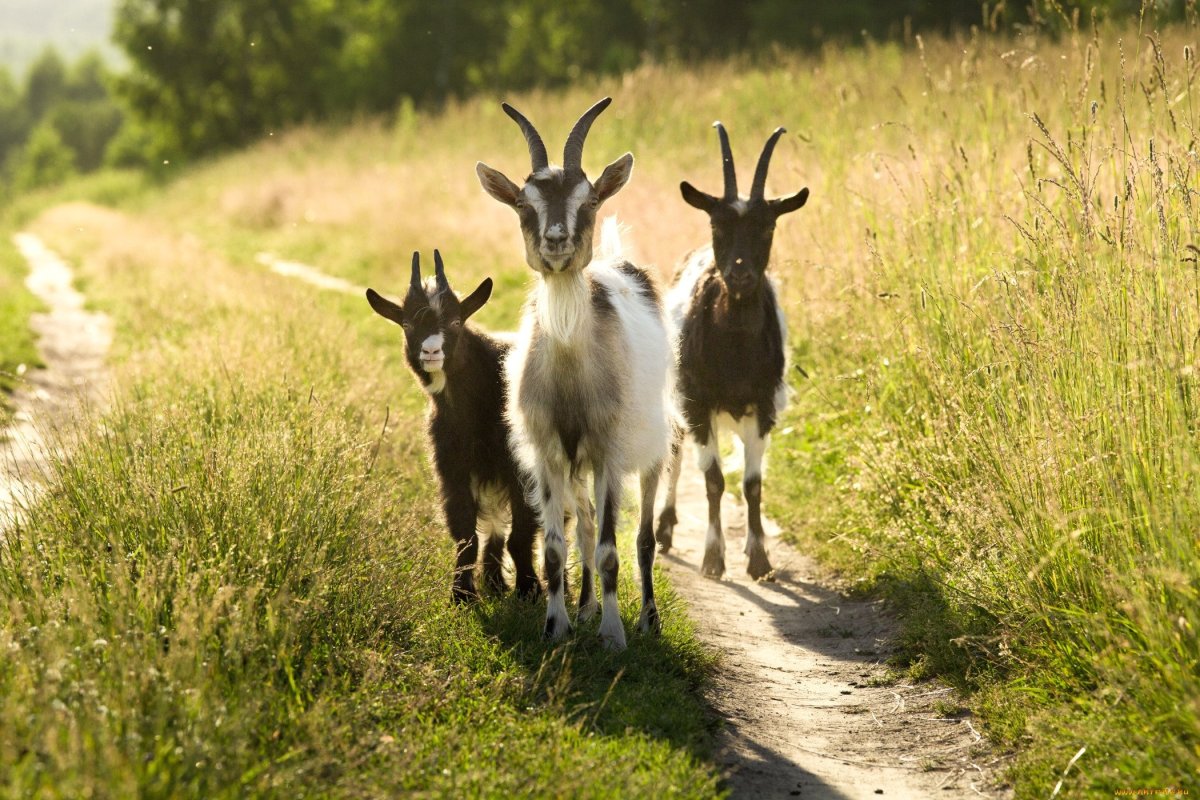 Коза и козёл