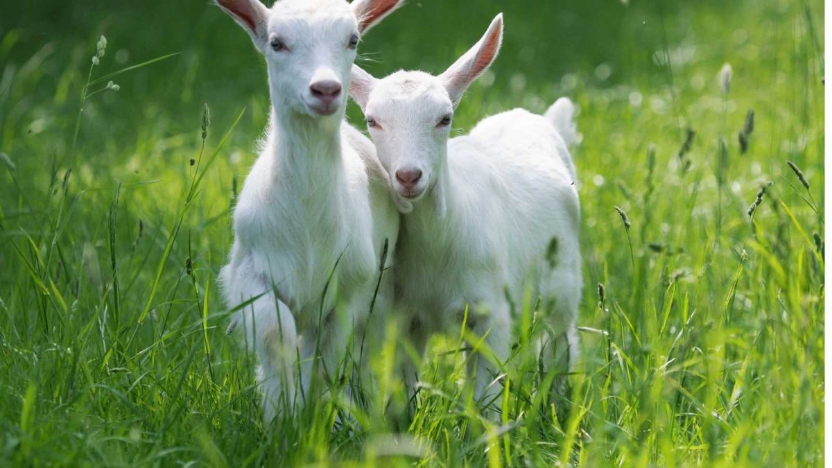 Два козлика