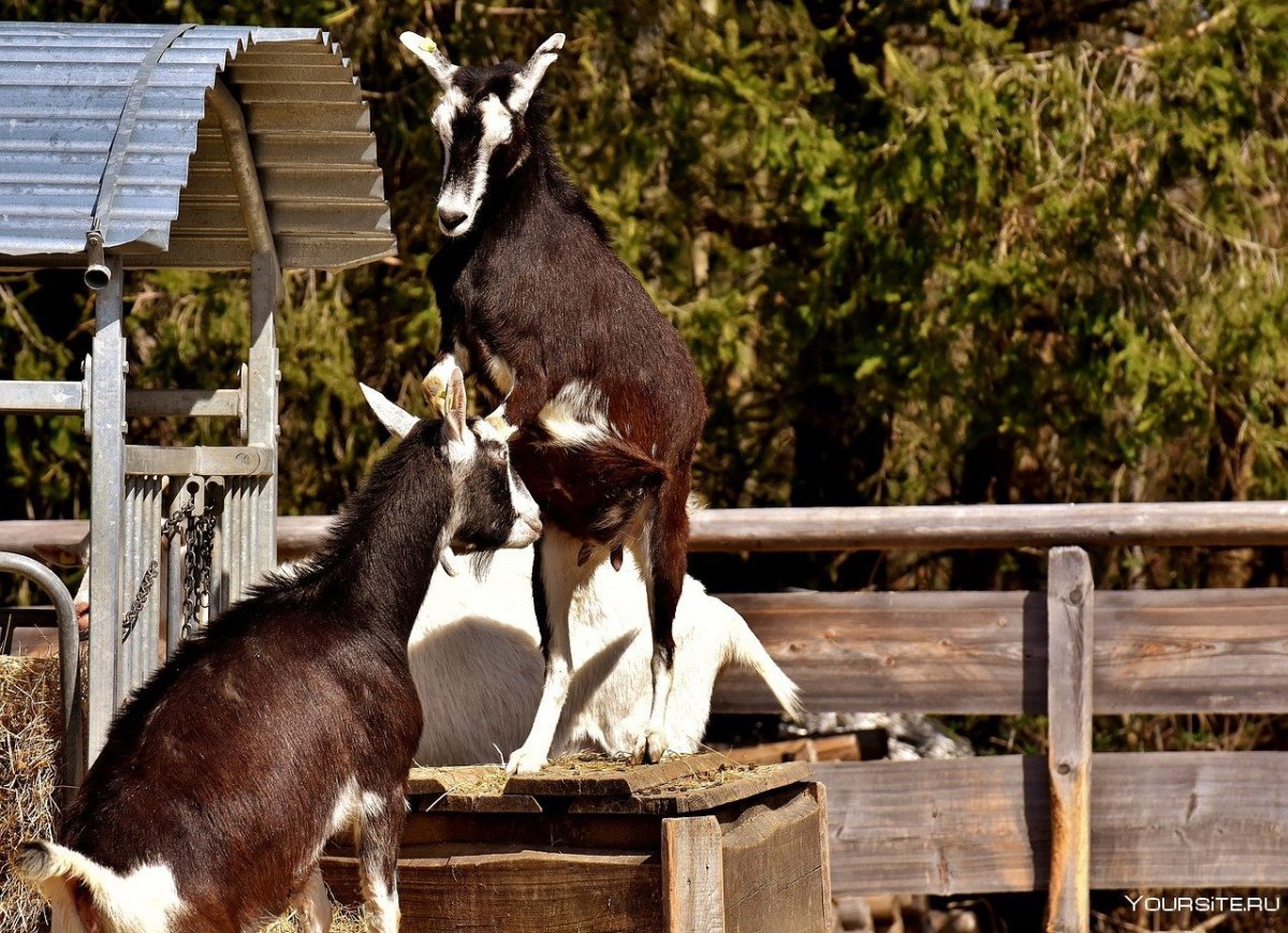 Влюбленный козел