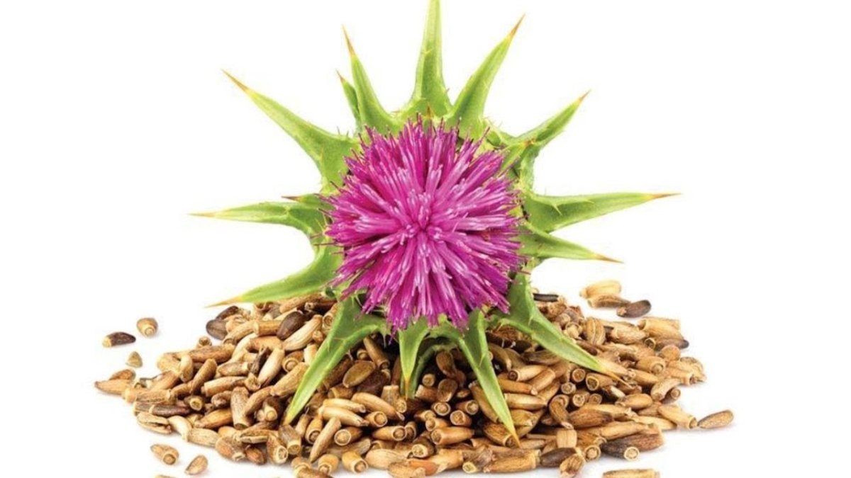 Расторопша Бодяк чертополох