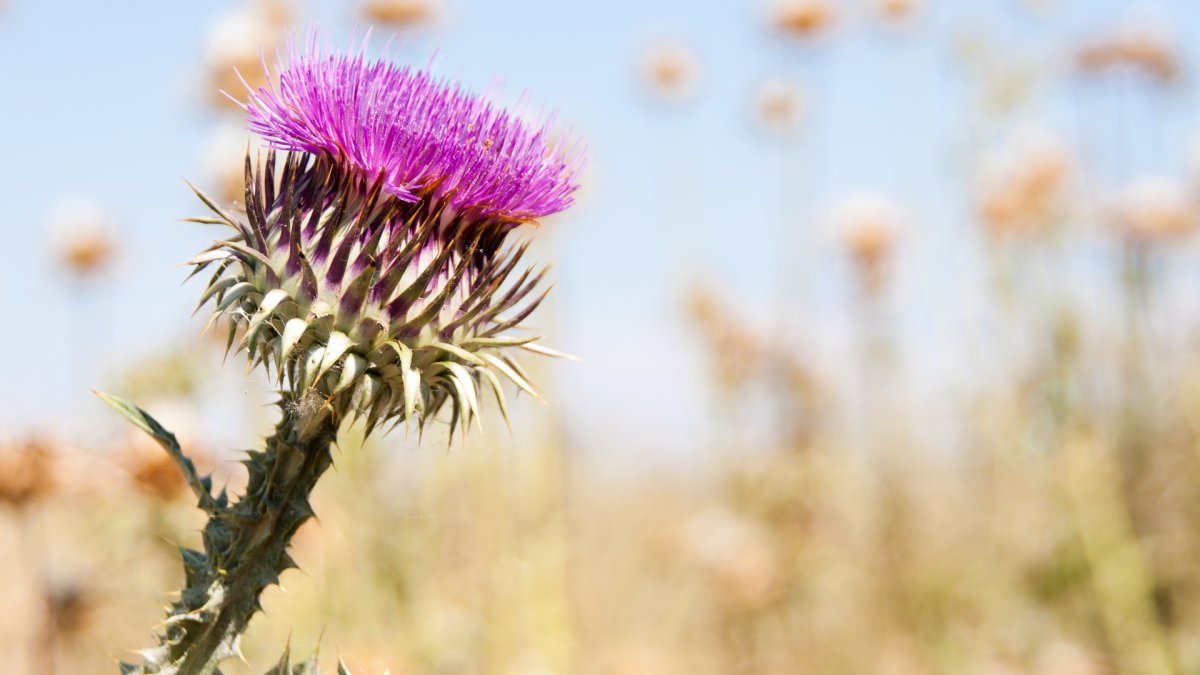 Чертополох фото