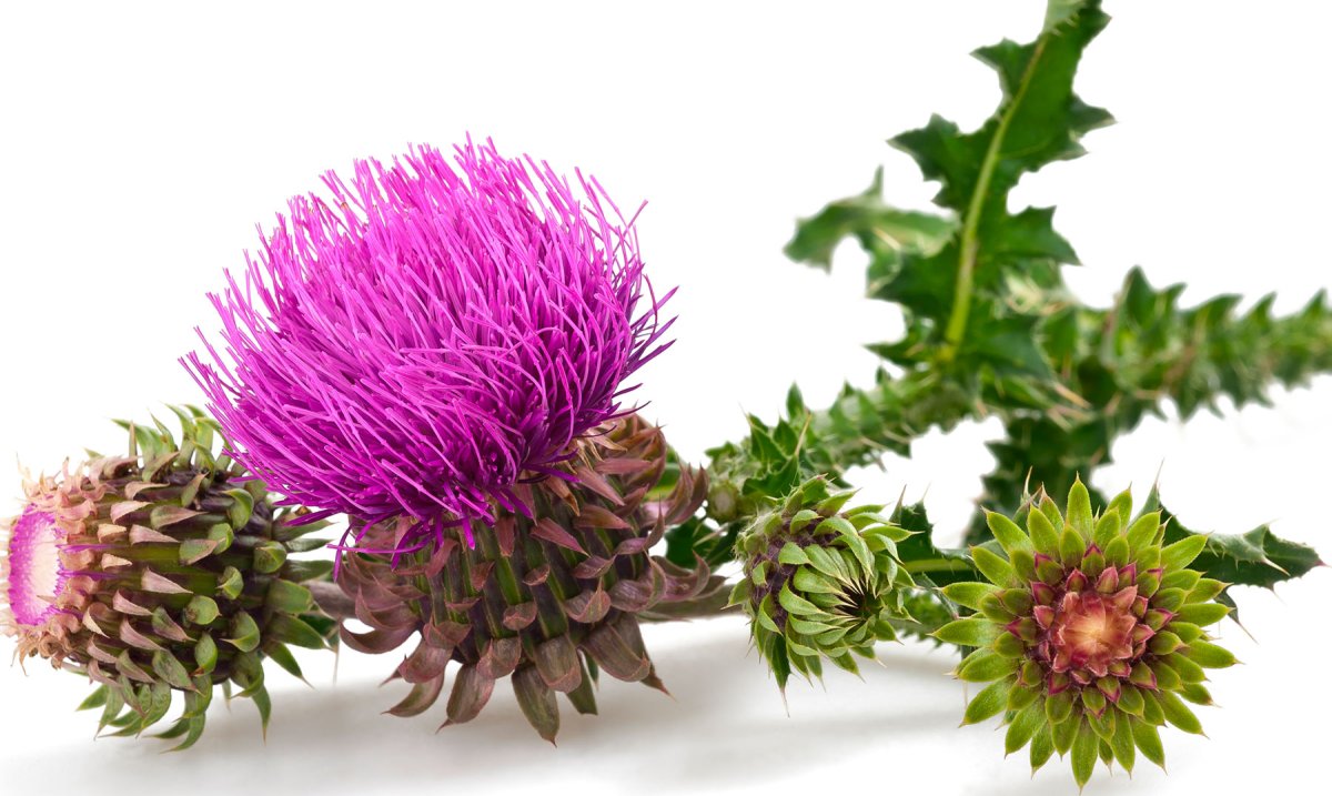 Репей акварель