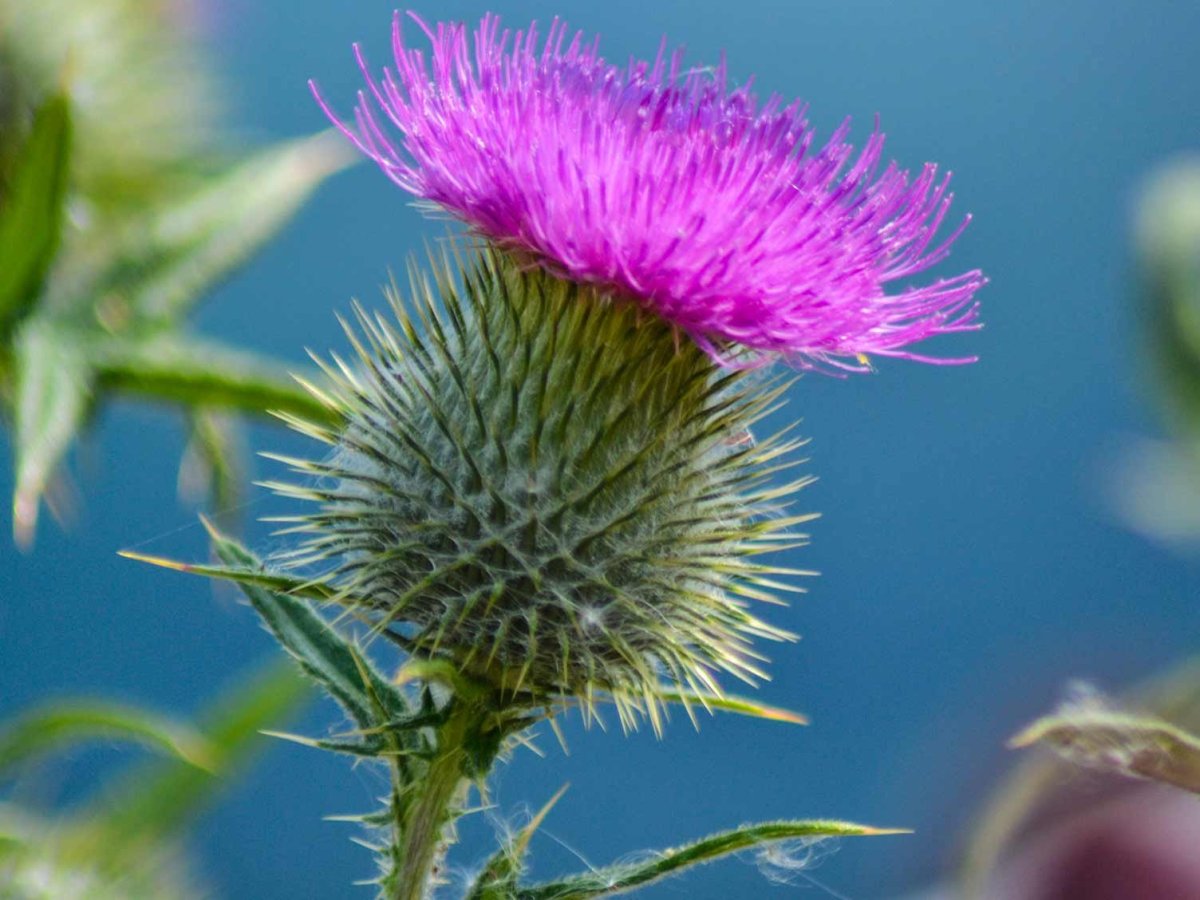 Репейник и расторопша одно и тоже или нет