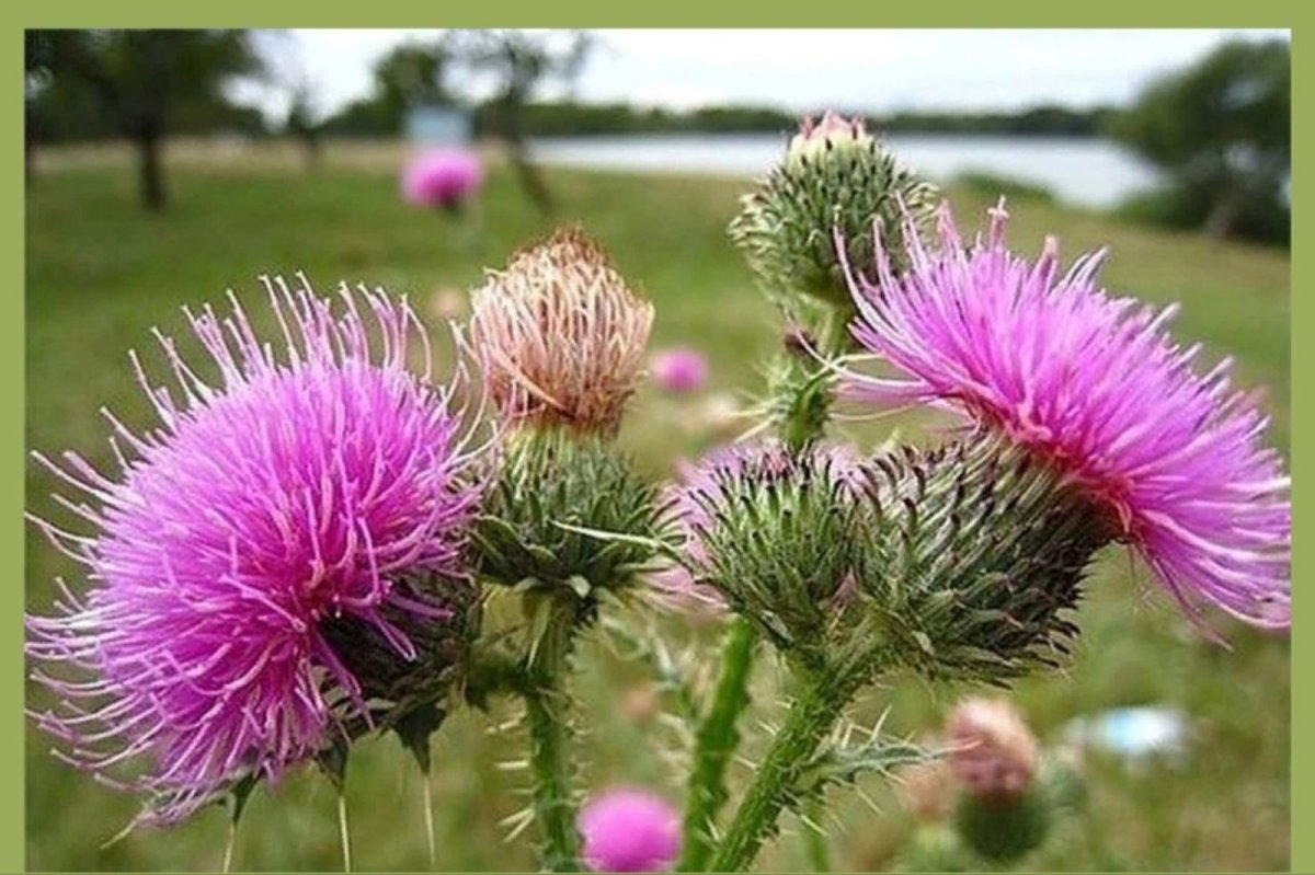 Расторопша Хвара