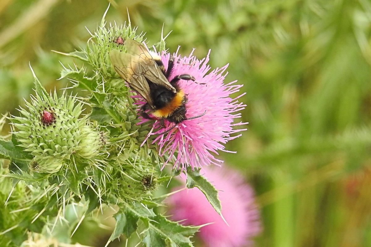 Артишок или расторопша