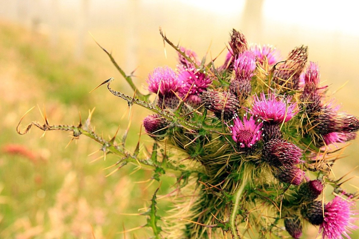 Расторопша Milk Thistle