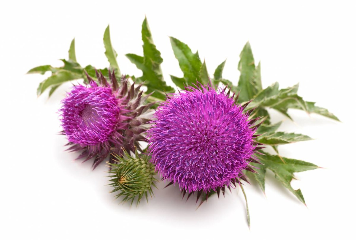 Чертополох и расторопша