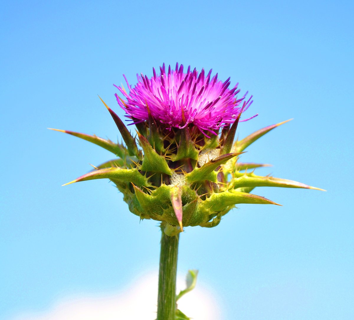 Чертополох Степной