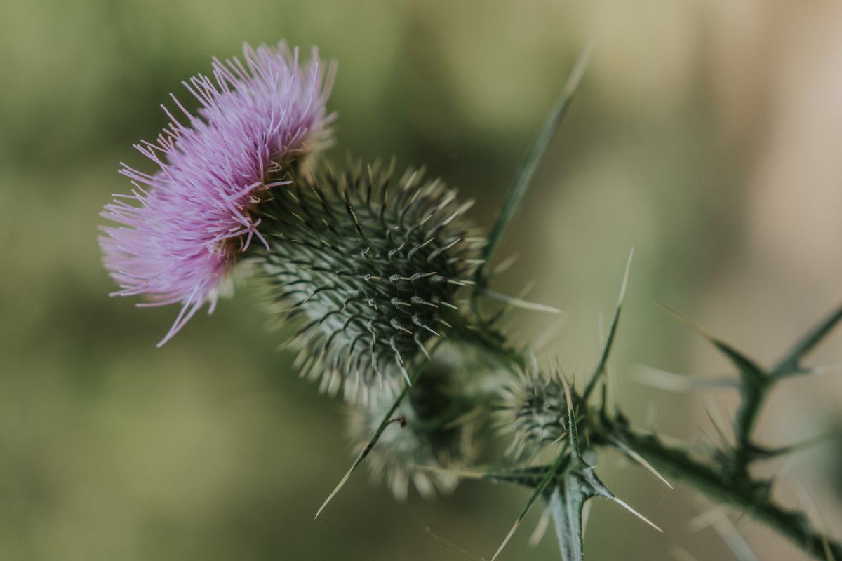 Чертополох фиолетовый