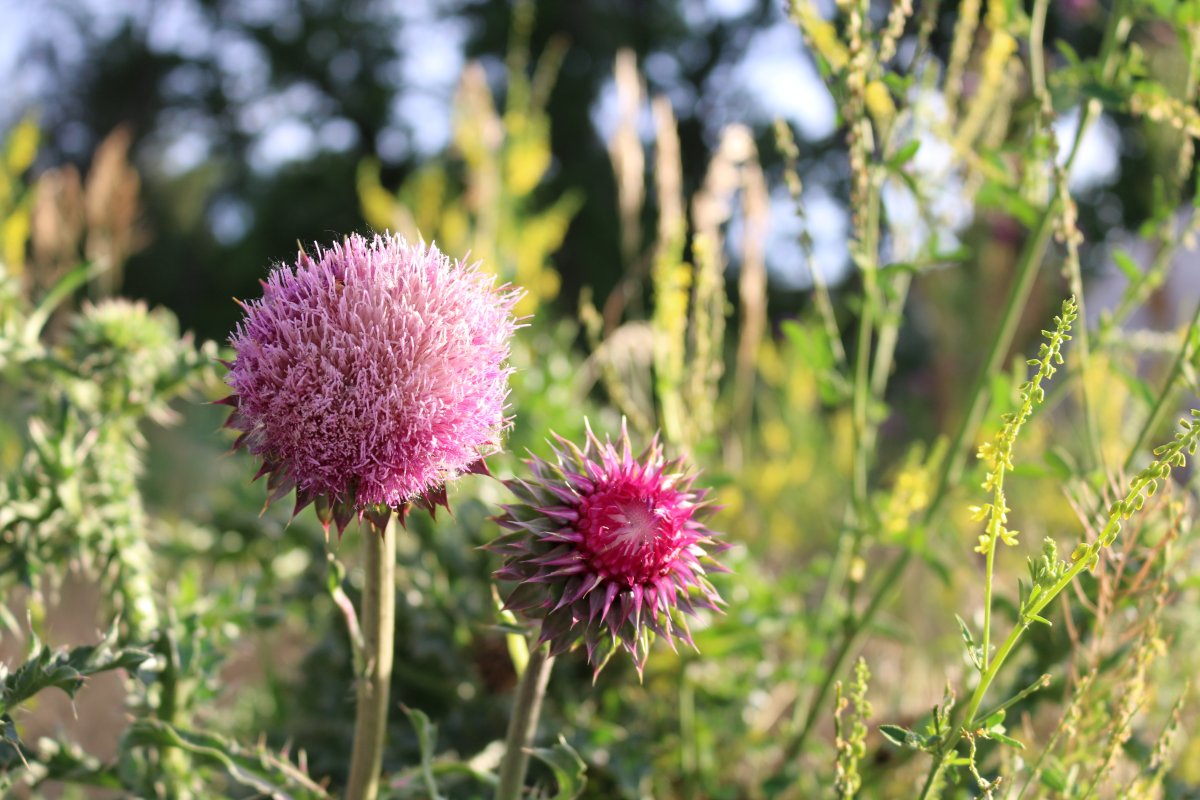 Чертополох Шотландия