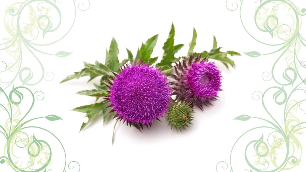 Чертополох обыкновенный