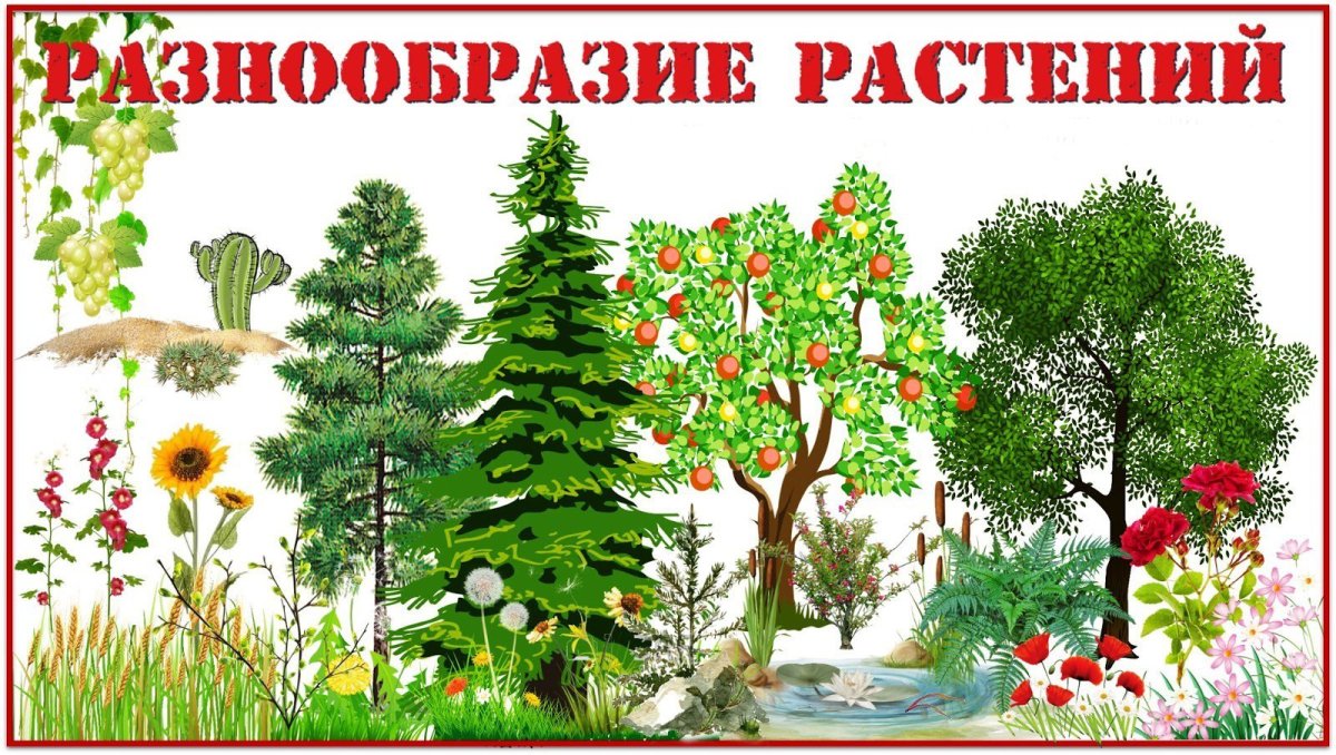 Разнообразие растений картинки