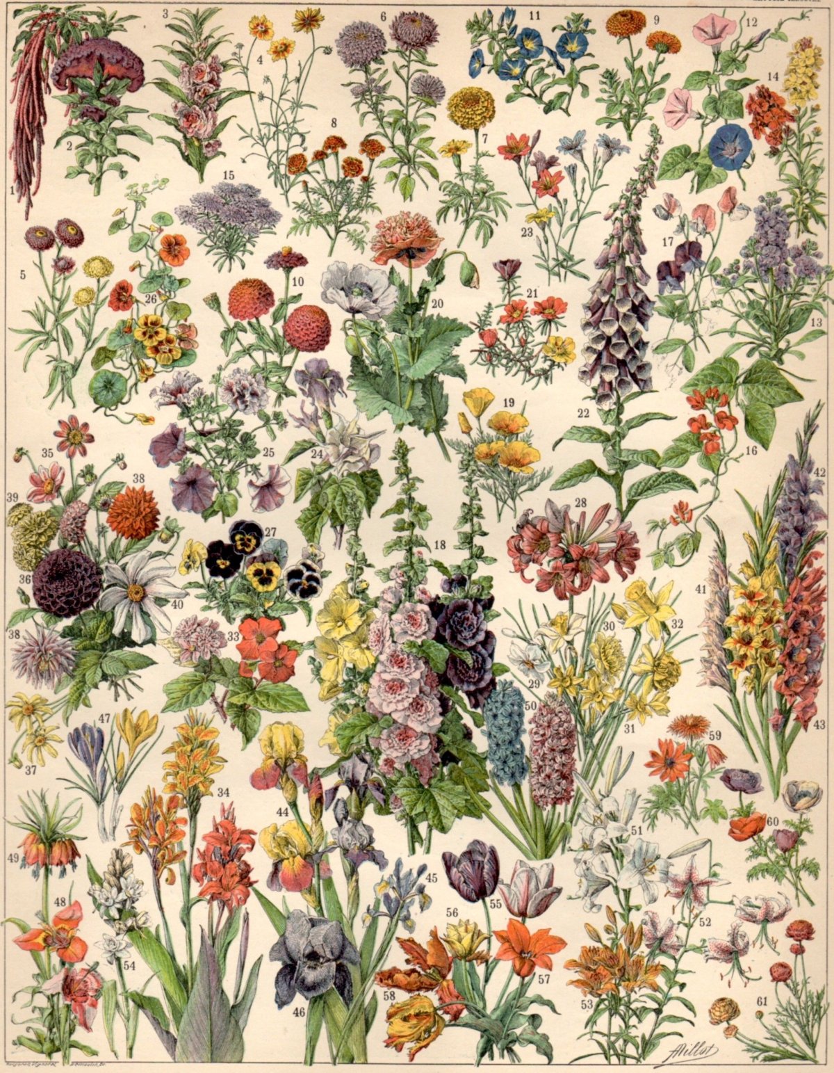 Адольф Миллот иллюстрации