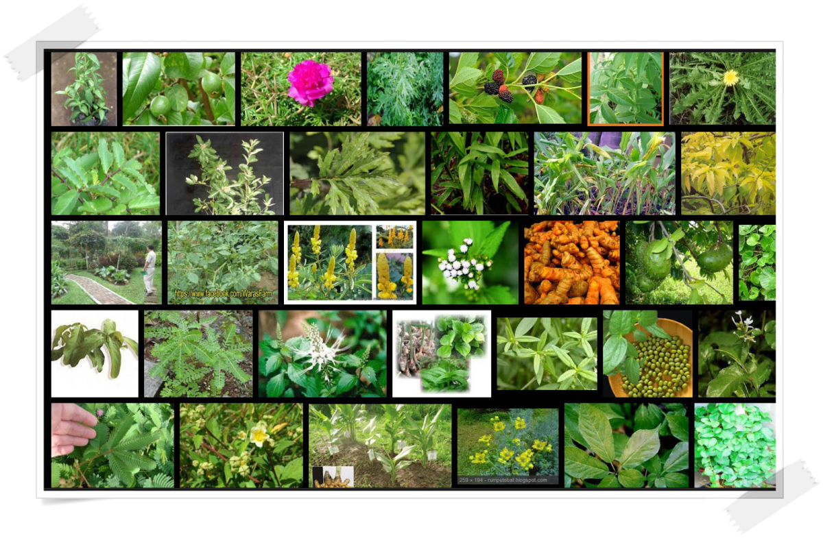 Растительный коллаж