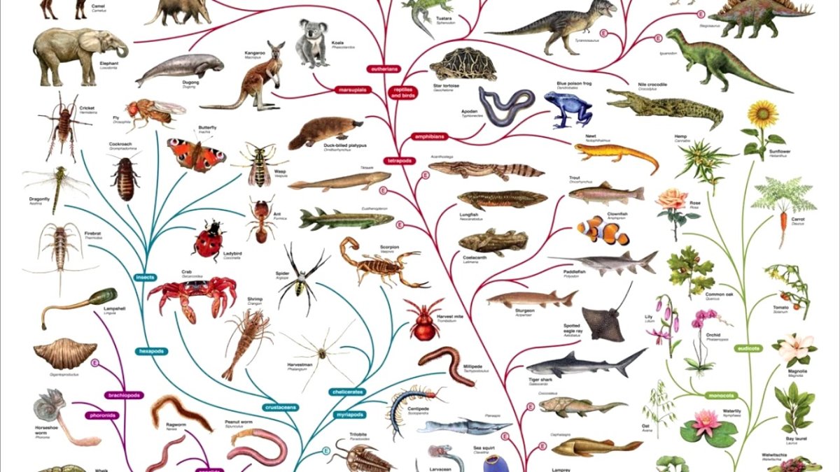 Филогенетическое Древо животного мира