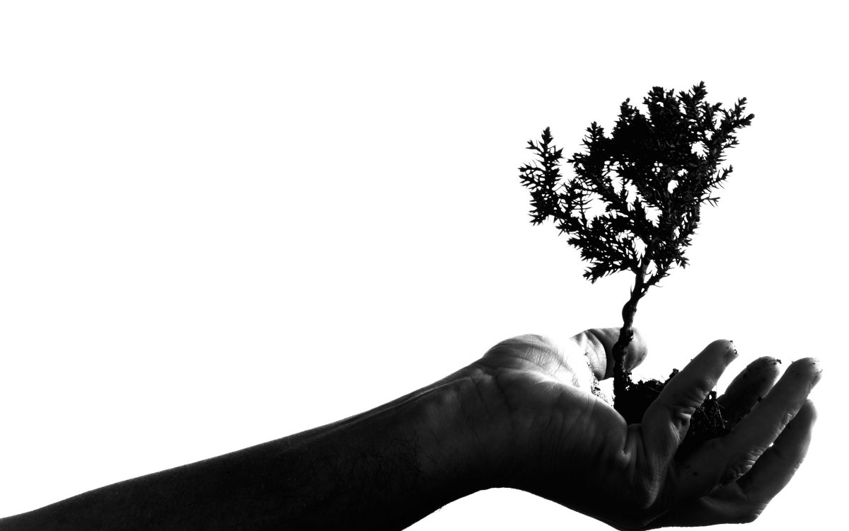 Силуэт дерева