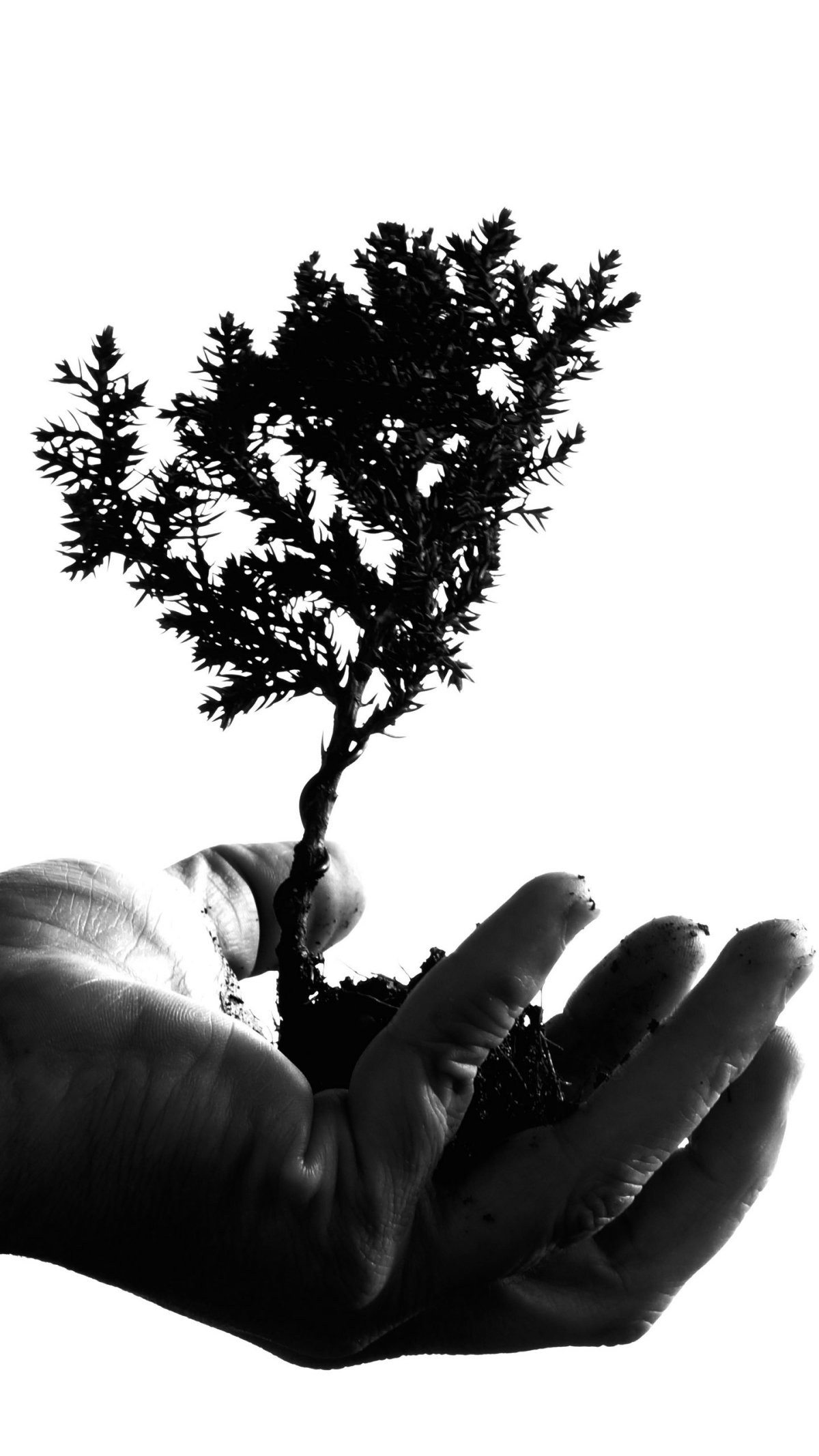 Дерево в руках