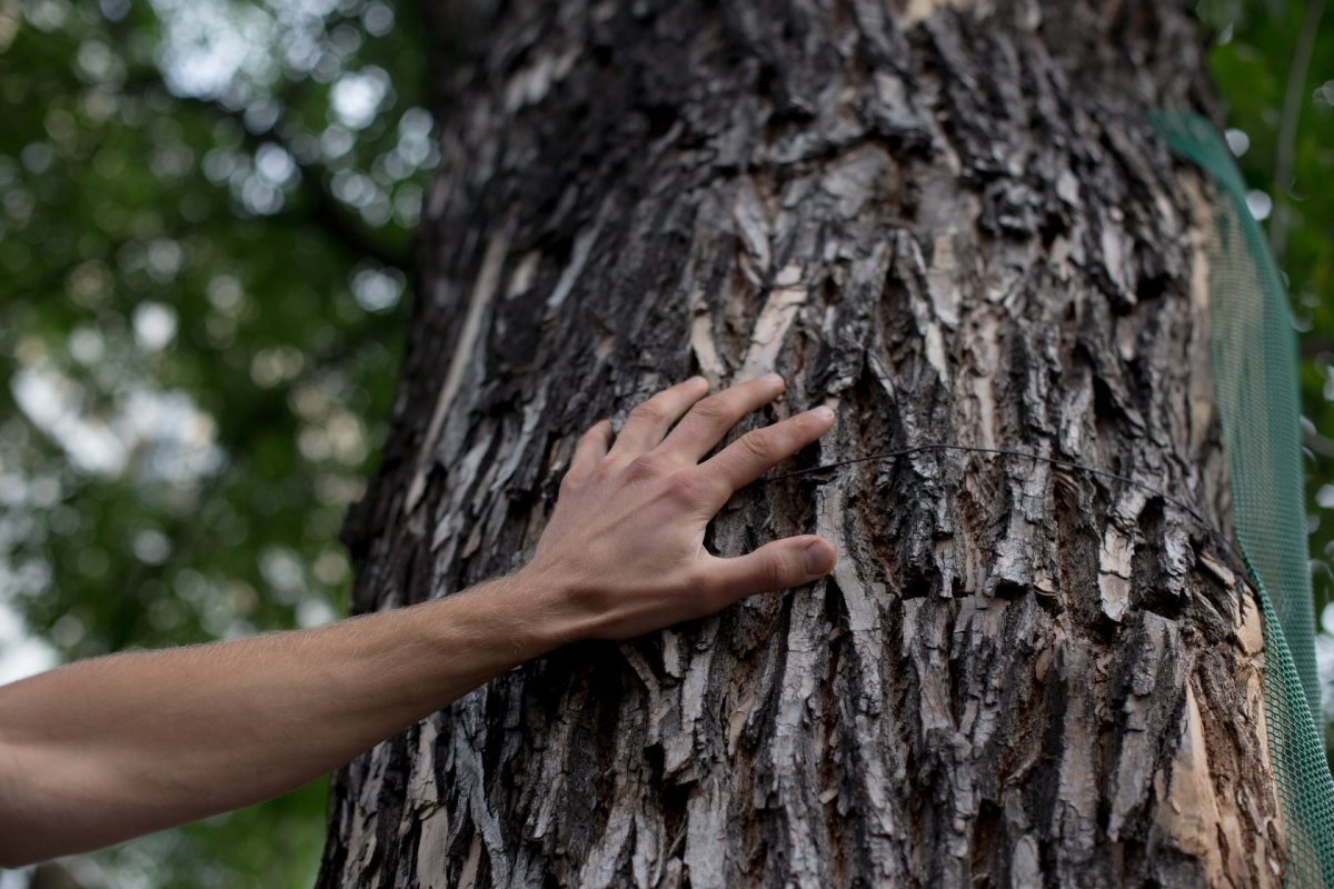 Обнимает дерево