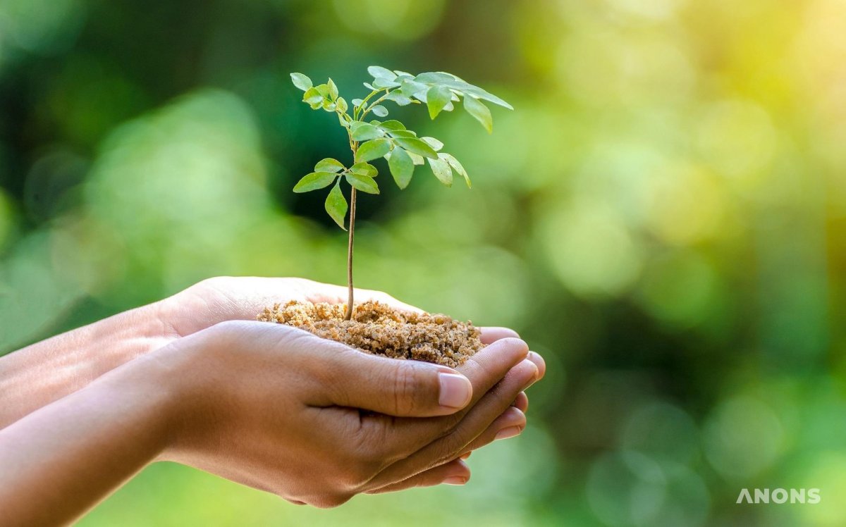 Еловые ветки в руках