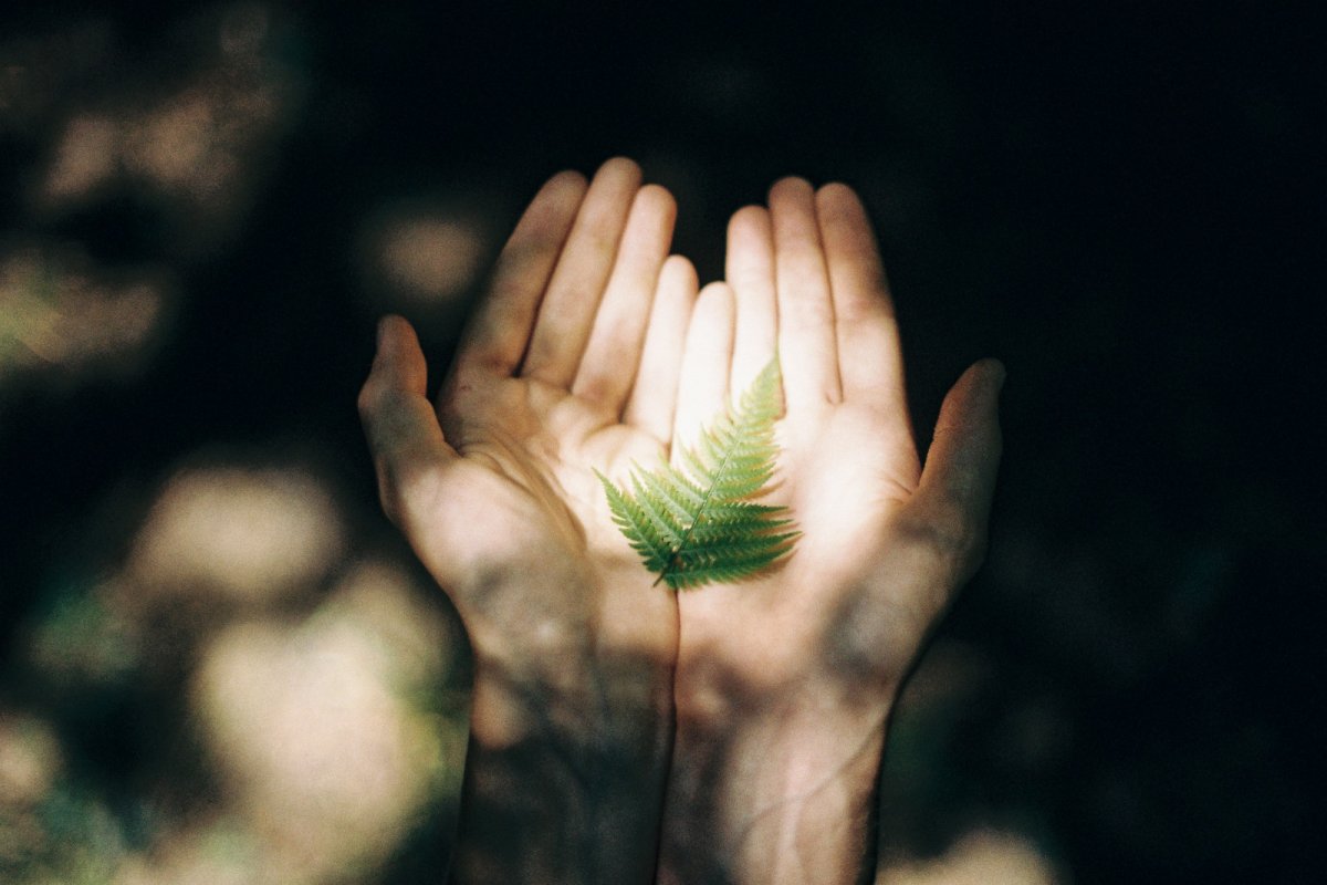 Дерево в ладонях