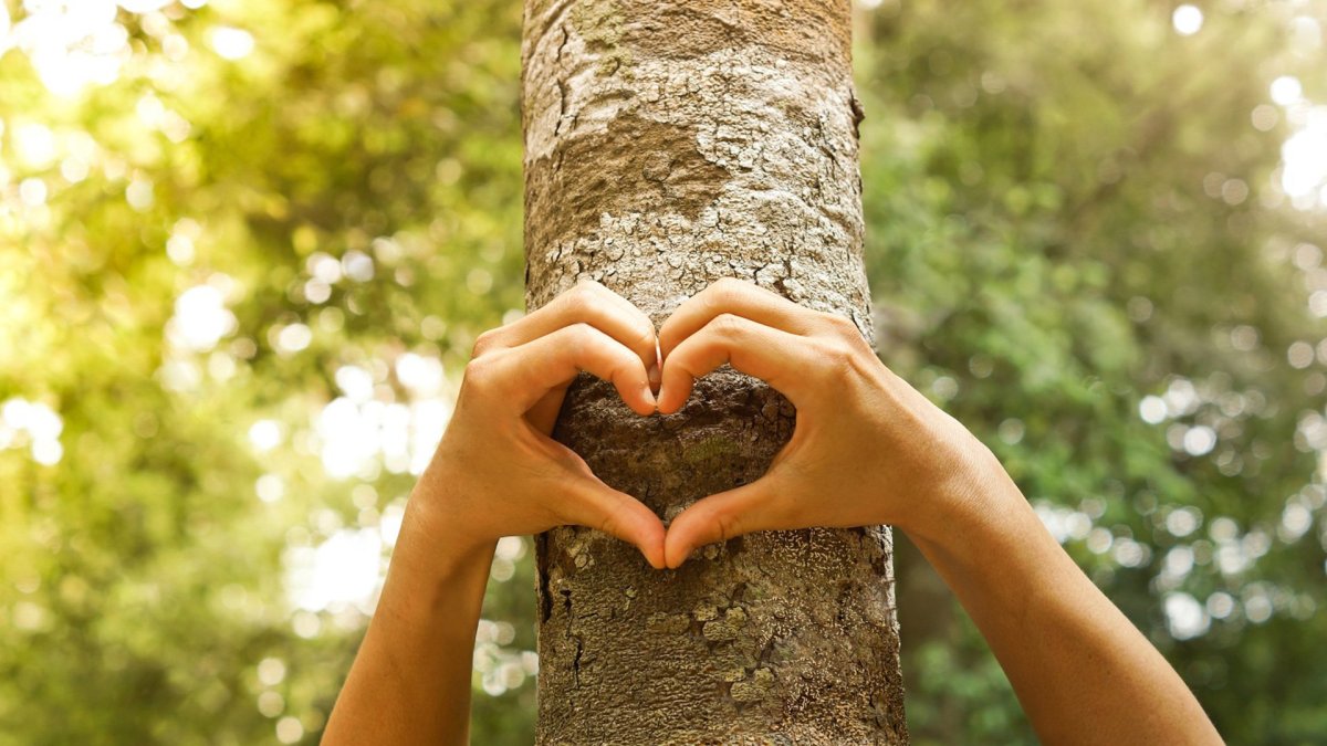 Дерево растет в руках