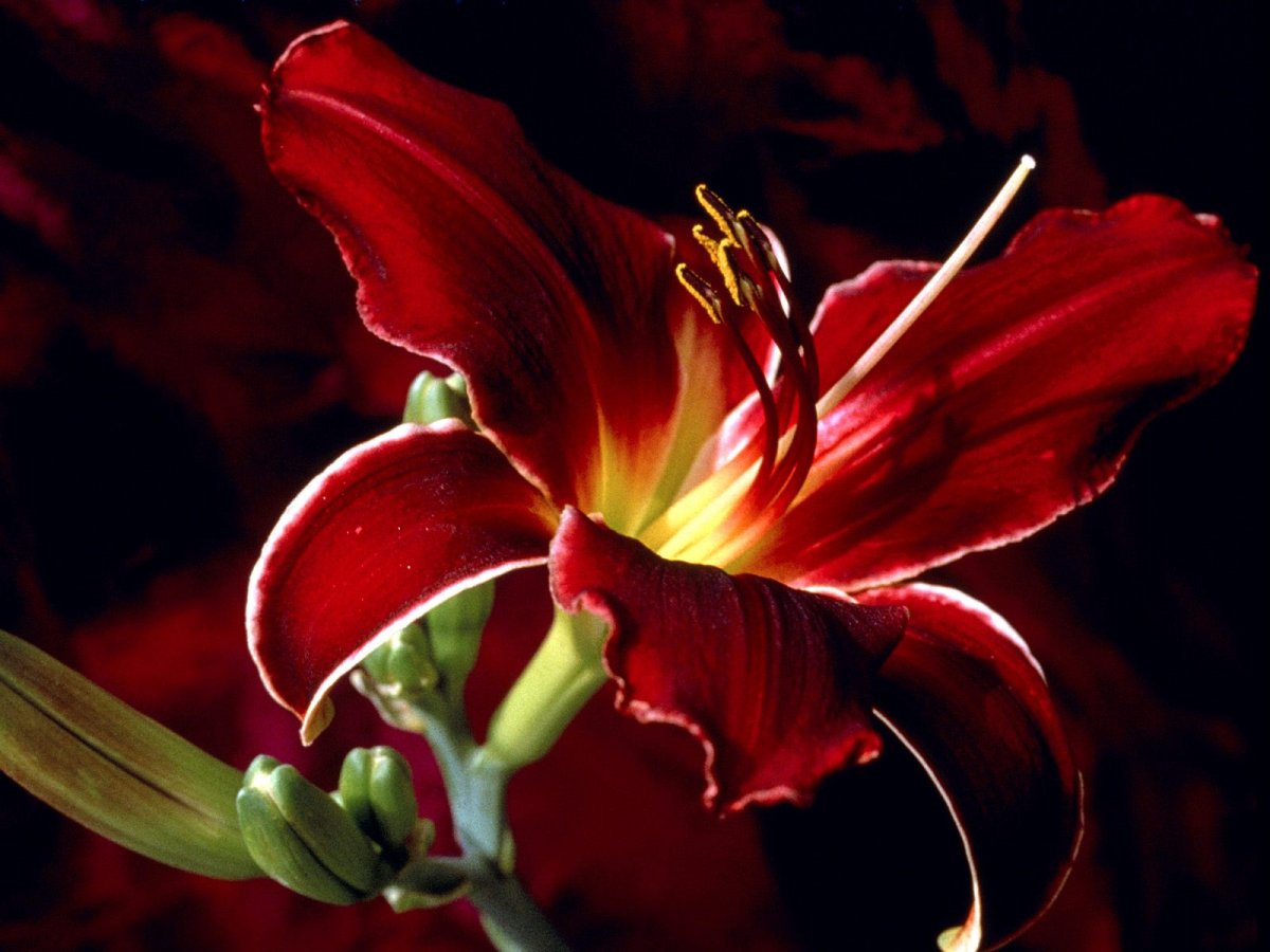 Добрый вечер с лилиями