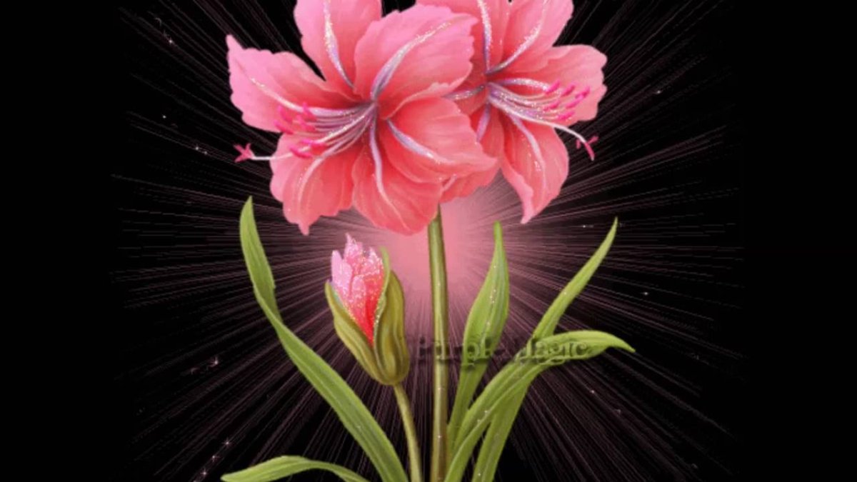 Цветы гиф анимация