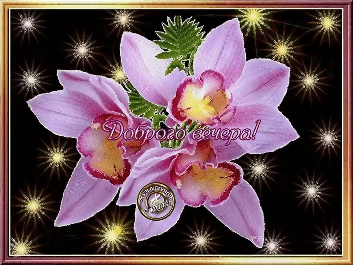 Спокойной ночи с орхидеями